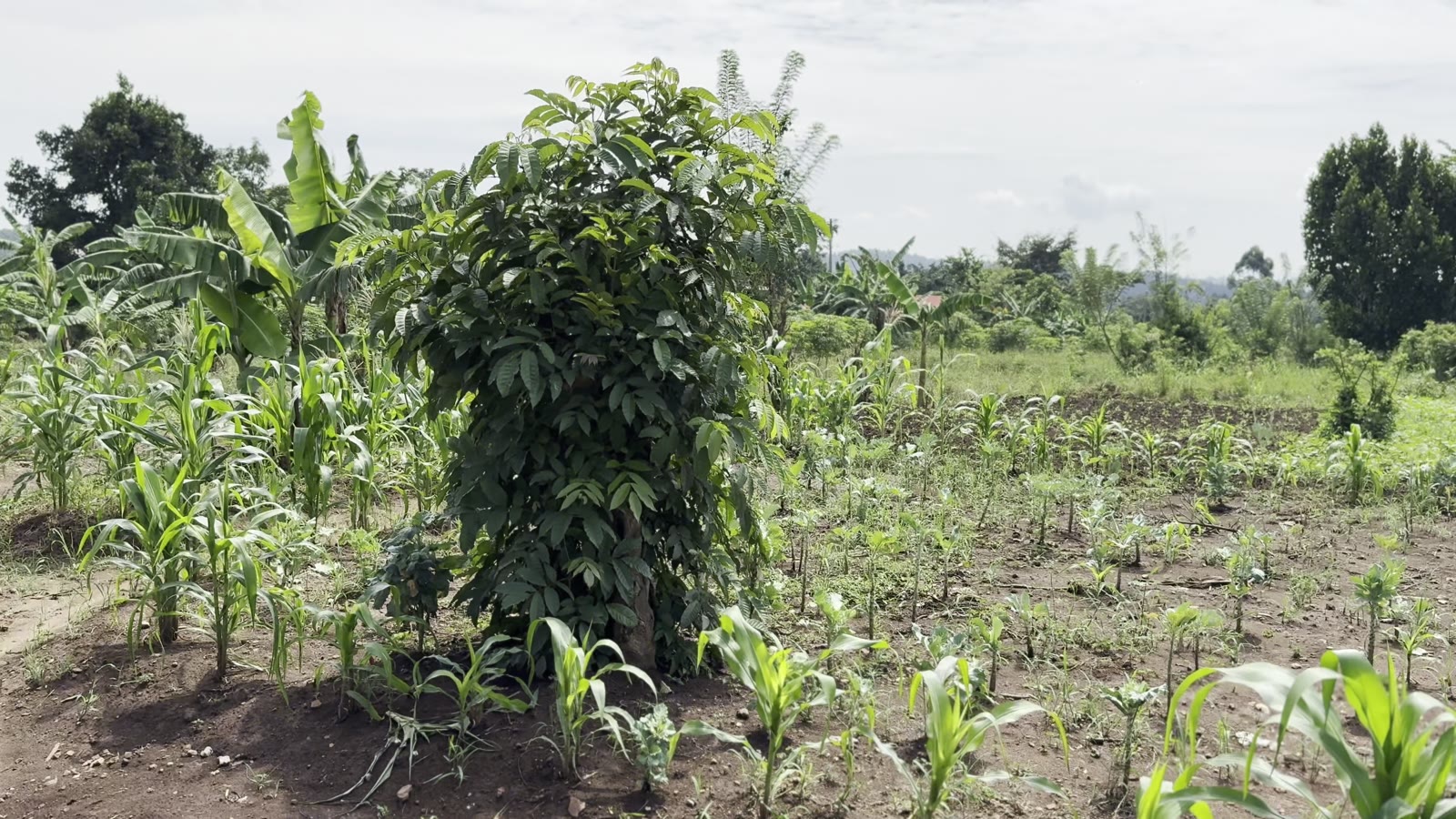 Maize and bananas growing on the school farm