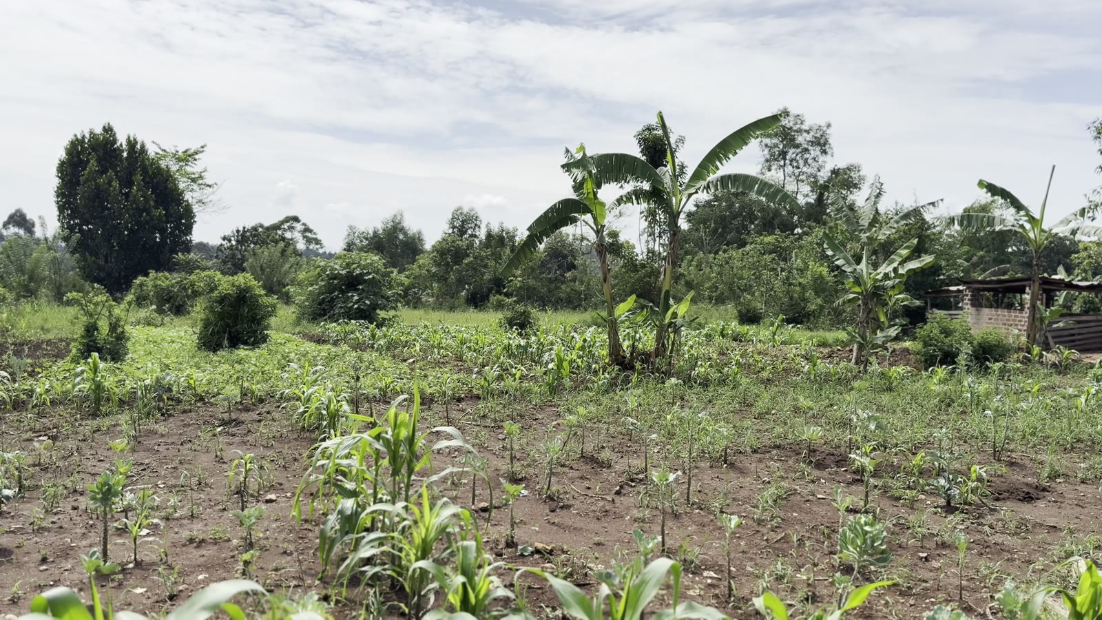 Young crops on the school land